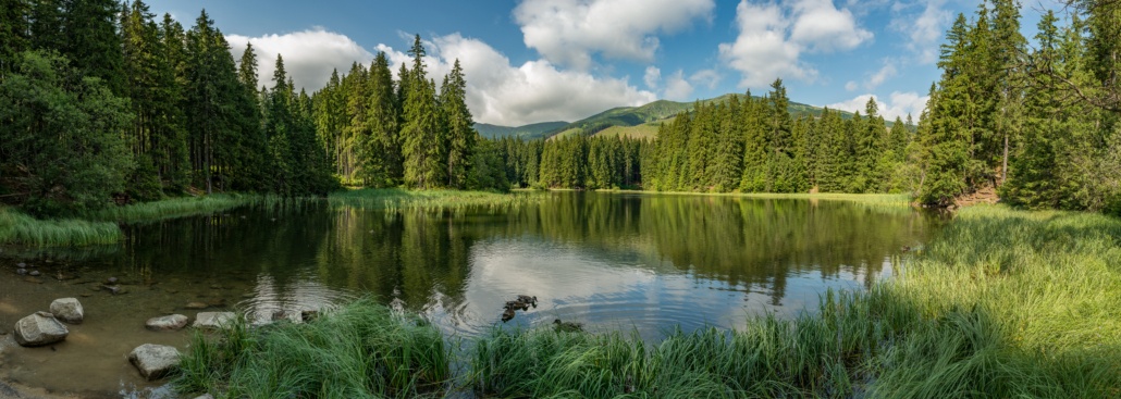 Les forêts agissent contre le changement climatique en créant des écosystèmes absorbant le CO2.